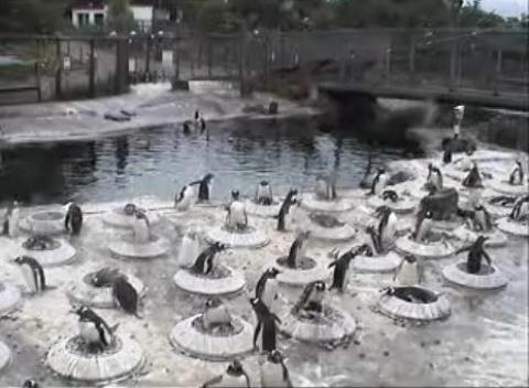 Edinburgh Zoo Penguins Streaming Video Webcam