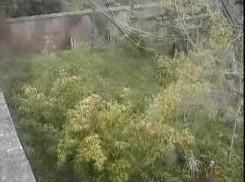 Edinburgh Zoo Live Streaming Chimpanzee Webcam