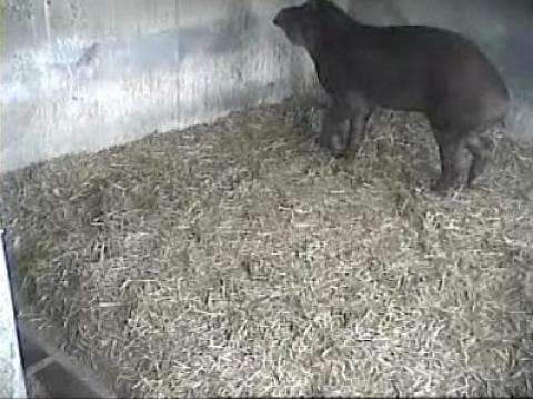 Brazilian Tapirs Live Streaming Zoo Webcam Noahs Ark Farm Park