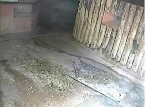 Rhinos live streaming video webcam Paignton Zoo in Devon