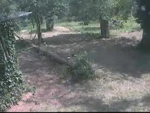 Paignton Zoo live video streaming Sumatran tigers webcam