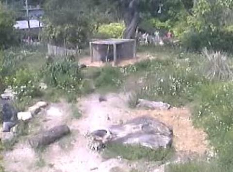 Bristol Zoo Live Streaming Video Gorillas Outdoor Webcam