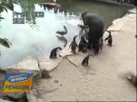 Live Penguins streaming video webcam Dublin Zoo