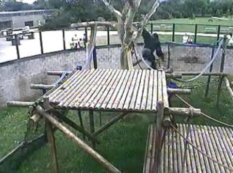 Twycross Zoo Gorillas live streaming video webcam