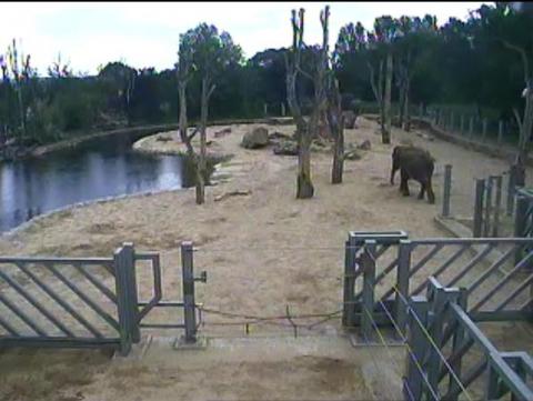Live Elephants streaming webcam Twycross Zoo