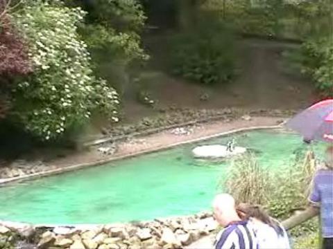 Live streaming video Penguin cam at Dudley Zoo Gardens