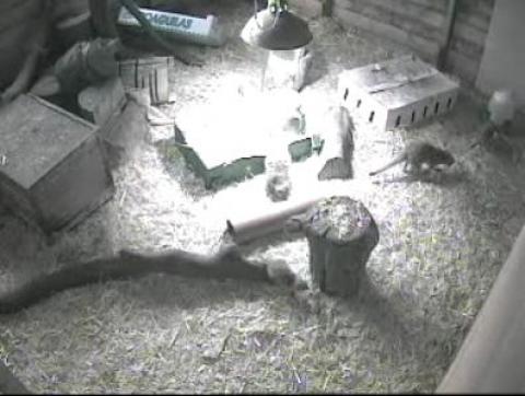 Reaseheath College Meerkat animal streaming video nwebcam