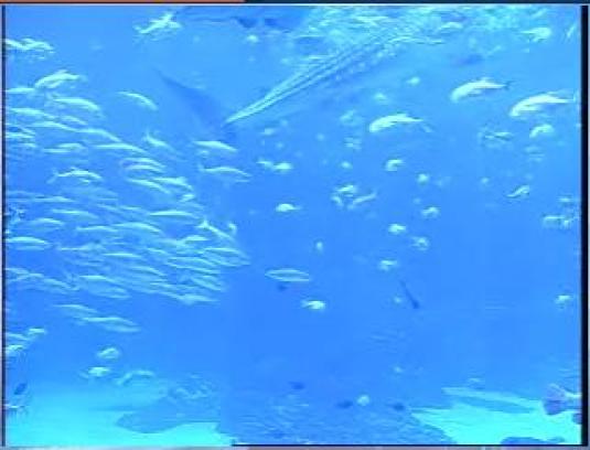 Georgia Aquarium live streaming video Whale Sharks camera