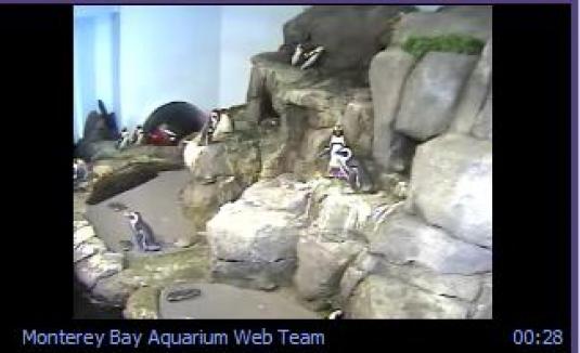 Penguins Live Streaming video cam Monterey Bay Aquarium