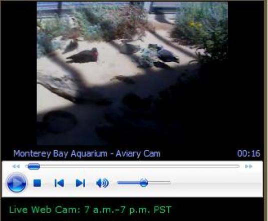 Sandy Shore Exhibit Aviary Birds streaming cam Monterey Bay Aquarium
