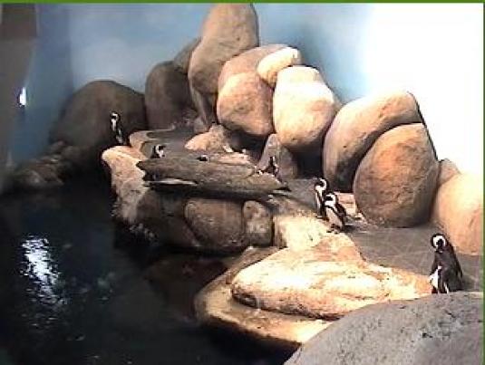 African Penguins live streaming video webcam