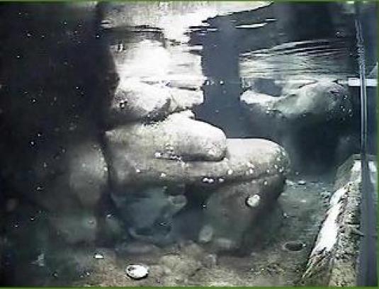 Underwater live streaming African Penguins webcam