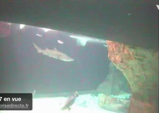 Live Sharks streaming cam Aquarium Du Croisic France