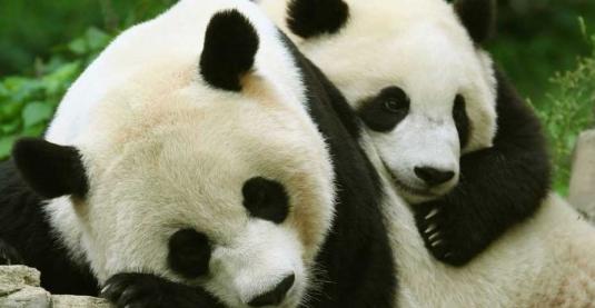 Bifengxia Panda Center Live HD Streaming Panda Camera