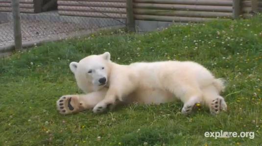 Live Siku Polar Bear Streaming HD Animal Cam Scandinavian Wildlife Park