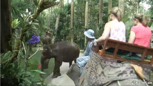 Live Elephant Safari Park Streaming HD Camera Ubud Bali Indonesia