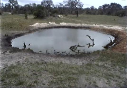 Nkhoro Pan Waterhole real time streaming African Animals Cam South Africa