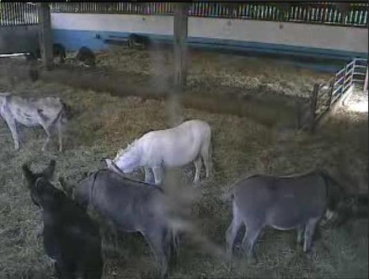 LIVE HD Donkey Sanctuary Streaming Webcam