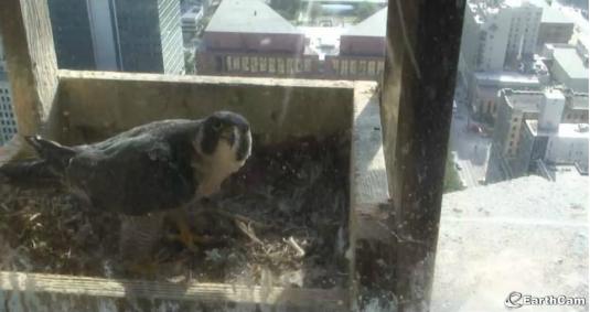 Peregrine Falcons Live Streaming Camera Woodmen Tower in Omaha, Nebraska