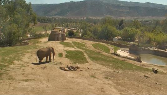 San Diego Animal Safari Park HD Live African Elephants webcam CA