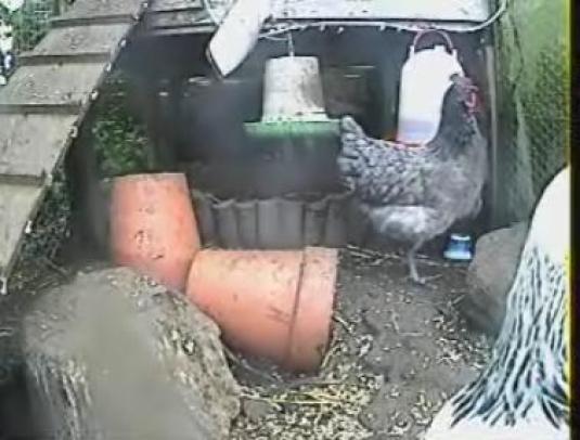Live Streaming Big Brother Hens Webcams West Yorkshire