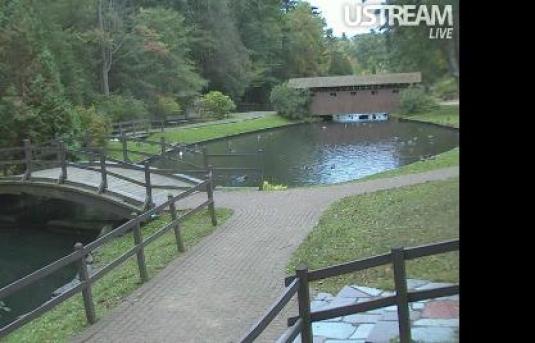 Stanley Park Duck Park Live Streaming Camera Westfield Massachusetts