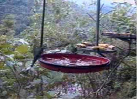 Ecuador Live Streaming Buenaventura Reserve Hummingbirds Webcam