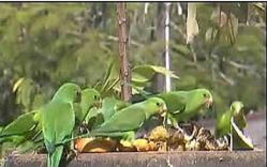 Atlantic Rainforest Live Streaming Wildlife Birds Webcam Brazil