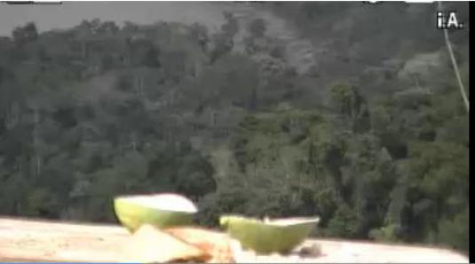 Atlantic Rainforest in Misiones Tropical Birds Live Streaming Birds Cam