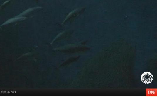 Live Streaming Open Sea HD Webcam in Monterey Bay Aquarium