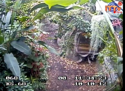 Butterfly House LIVE Streaming HD Webcam in Poland