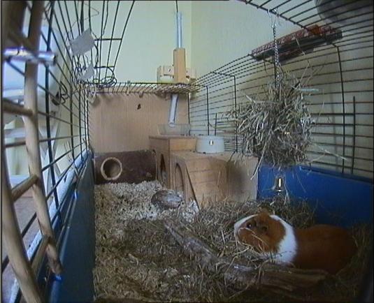 Live Streaming Guinea Pig Cage HD Webcam