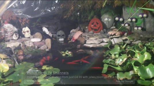 Fish Pond Live Streaming Halloween Webcam in Ohio