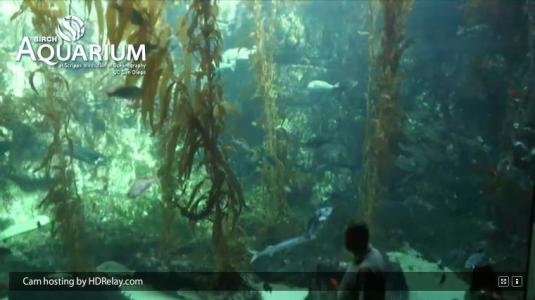 Birch Aquarium Live HD Streaming Kelp Aquarium webcam San Diego California