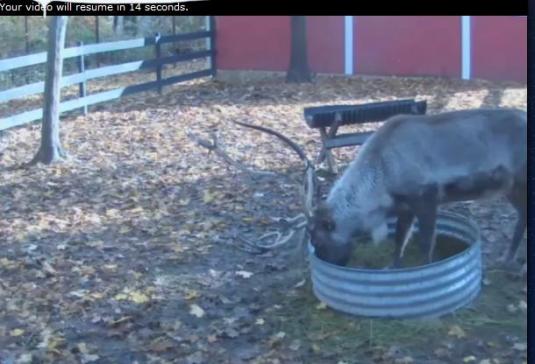 Live Santa Reindeer Streaming Webcam Lapland – North Pole