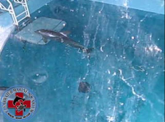 Clearwater Marine Aquarium Winter bottlenose dolphin live streaming webcam
