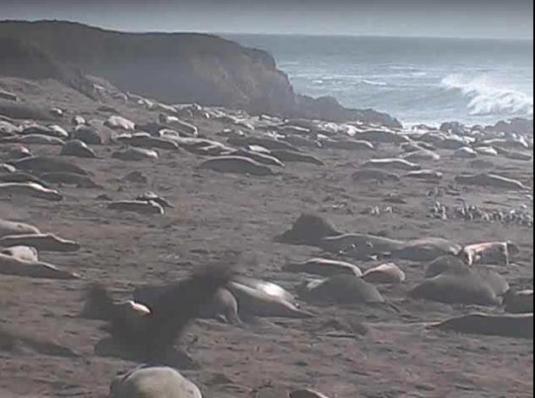 Elephant Seals Live Streaming Webcam San Simeon California