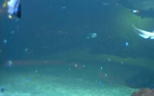 Universeum Science Centre Live Streaming Sharks Aquarium webcam