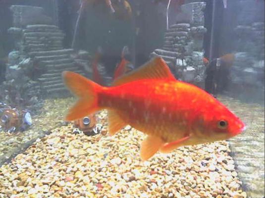 Goldfish Live Streaming Fish Webcam