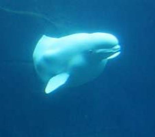 Vancouver Aquarium Live Streaming Beluga Whales webcam