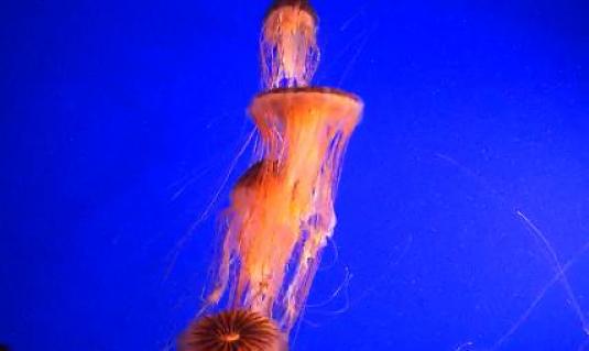 Live Jellyfish Streaming Live Webcam Vancouver Aquarium Canada