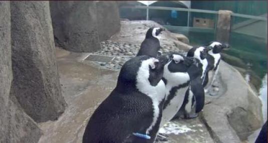 Live African Penguins Stream HD Webcam Vancouver Aquarium Vanvouver