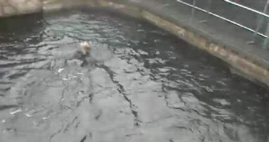 Sea Otters Live Streaming Webcam Vancouver Aquarium Vancouver Canada