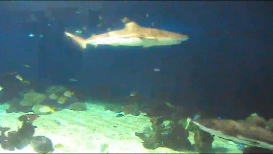 Live Sharks Streaming Webcam Vancouver Aquarium in Canada