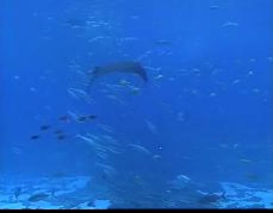 Georgia Aquarium Live Streaming Dolphins Webcam Atlanta