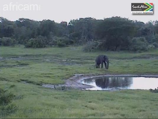 Live Streaming Tembe African Safari Elephant Webcam, South Africa
