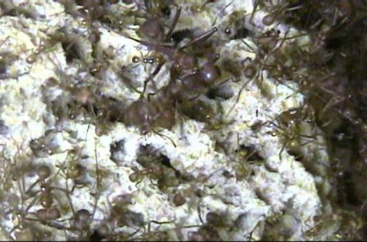 Live Streaming Ant Colony Webcam University of Wisconsin-Madison Wisconsin