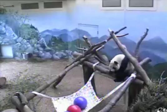 Live Panda Streaming Video Web Cam Zoo Atlanta Georgia