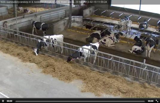 Live Streaming HD Cow Cam, Cow Farm Webcam, Holland