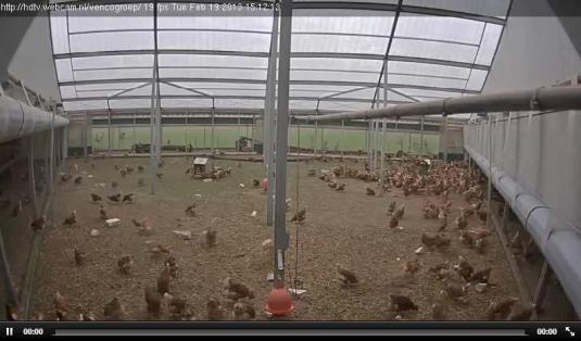 Live Streaming Hd Hen House Animal Webcam, Holland